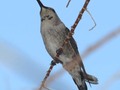 Female HummingBird