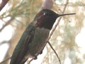 Male Humming Bird