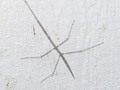 Walking Stick Bug
