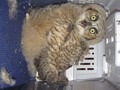 Owlet