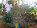¡Con este bonito Pavo Real Silvestre!🦚✌🏽   #Trekking #Ecoturismo #Aventure #Travel #Travelphotography #Montañismo #Bosque #Naturaleza #Río #SantoDomingo #Paradisíaco #Pesaca #Cascada #Pagüey #Chorreron #ElSilencio #PieDeMonteAndino #Viral #Cacao #Calderas #Altamira #Barinitas #Represa #Masparro #Barrancas #Barinas #Venezuela🇻🇪