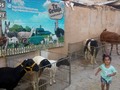 Tu granja en el la exhibición del Congreso caprino y ovino de maracaibo en el Auditorio del Banco central el 10 y 11 de diciembre del 2019