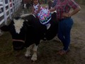 Tu granja en la fiesta de Manuela victoria la hija de mi amigo Víctor Rodríguez en el menito lagunillas costa oriental del lago solo tú granja los lleva donde tu estés el 09 de enero del 2020