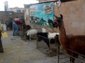 Tu granja en el la exhibición del Congreso caprino y ovino de maracaibo en el Auditorio del Banco central el 10 y 11 de diciembre del 2019