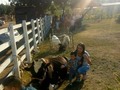Tu granja en la fiesta de Manuela victoria la hija de mi amigo Víctor Rodríguez en el menito lagunillas costa oriental del lago solo tú granja los lleva donde tu estés el 09 de enero del 2020