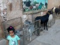 Tu granja en el la exhibición del Congreso caprino y ovino de maracaibo en el Auditorio del Banco central el 10 y 11 de diciembre del 2019