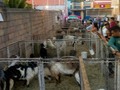 Tu granja en el la exhibición del Congreso caprino y ovino de maracaibo en el Auditorio del Banco central el 10 y 11 de diciembre del 2019