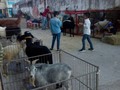 Tu granja en el la exhibición del Congreso caprino y ovino de maracaibo en el Auditorio del Banco central el 10 y 11 de diciembre del 2019