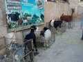 Tu granja en el la exhibición del Congreso caprino y ovino de maracaibo en el Auditorio del Banco central el 10 y 11 de diciembre del 2019