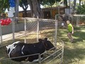 Tu granja en la fiesta del hijo de Gaby sendas en @cocosparkmcbo con el zoológico de contacto ponys y caballos dando diversión y alegría en un día diferente de granja en la ciudad 26 de diciembre del 2020 solo tu granja en las mejores fiestas