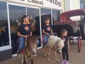 Tu granja en el restaurante @tamborgrillmcbo con los ponys y inflable todos los fines de semana y días feriados para el disfruté de los mas pequeños de la casa con los paseos en los ponys ven aquí serquita de ti en la vereda del lago te esperamos 02 de abril del 2021 solo tu granja en los mejores restaurantes de la ciudad