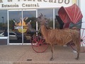 Tu granja en el restaurante @tamborgrillmcbo con los ponys y inflable todos los fines de semana y días feriados para el disfruté de los mas pequeños de la casa con los paseos en los ponys ven aquí serquita de ti en la vereda del lago te esperamos 02 de abril del 2021 solo tu granja en los mejores restaurantes de la ciudad