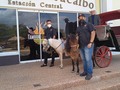 Tu granja en el restaurante @tamborgrillmcbo con los ponys y inflable todos los fines de semana y días feriados para el disfruté de los mas pequeños de la casa con los paseos en los ponys ven aquí serquita de ti en la vereda del lago te esperamos 02 de abril del 2021 solo tu granja en los mejores restaurantes de la ciudad