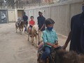 Tu granja en el cumpleaños de Eva con unos animalitos y los ponys el 09 de abril del 2021 en el edificio carsuvi de Maracaibo