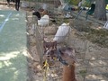 Tu granja en el evento del día del niño del club alemán de Maracaibo con nuestro zoológico de contacto y los ponys para paseos el 17 de julio del 2021