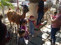 Tu granja en el proyecto de los animales en el preescolar pequeños gigantes de Maracaibo el 23 de julio del 2021