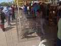 Tu granja en el municipio mara con la alcaldía del mojan en el día del niño 17 de julio del 2022