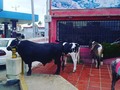 Tu granja en la apertura del restaurante #doña pepa y vaquero grill en sierra maestra con mi hermano @leonelbaptistaelvaquero el 17 de septiembre del 2022