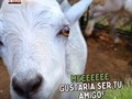 Hola somos Cosmo y Heidi❤️🍭 las cabritas más locas de Tu Granja☀️ • • • Queremos ser parte de tu dia especial, no dudes en ponerte en contacto con nosotros. La pasaremos increíble🎊🎉.   #cabras #animalesdivertidos #tugranjamovil #tugranjaentucumpleaños