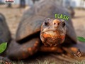 Hola amiguitos granjeros 👩🏻‍🌾  Conozcan a la tortuga Flash🐢  Recuerden que Flash también puede estar en sus eventos o fiestas de cumpleaños solo deben ponerse en contacto con nosotros🤭❤️   ⬇️⬇️⬇️⬇️⬇️⬇️⬇️⬇️⬇️  ☎️ 𝙋𝙖𝙧𝙖 𝙘𝙤𝙣𝙩𝙧𝙖𝙩𝙖𝙘𝙞𝙤𝙣𝙚𝙨:  04146368255 - 04127753114