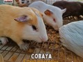 🐹 𝗖𝗢𝗕𝗔𝗬𝗔 𝘊𝘢𝘷𝘪𝘢 𝘱𝘰𝘳𝘤𝘦𝘭𝘭𝘶𝘴  🕵🏻🔍 Aunque en algunos países a los cobayos machos se les conoce como jabalíes y las hembras son llamadas cerdas, no te confundas son roedores.  ⬇️⬇️⬇️⬇️⬇️⬇️⬇️⬇️  ☎️ 𝘾𝙤𝙣𝙩𝙖𝙘𝙩𝙖𝙣𝙤𝙨:  04146368255 - 04127753114  #tugranjamovil #fiestasinfantiles #animalesdegranja #celebracion #tugranjaen #datoscuriosos #animales #roedores #granjamovil