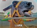 🦙𝗟𝗟𝗔𝗠𝗔 𝘓𝘢𝘮𝘢 𝘨𝘭𝘢𝘮𝘢  🕵🏻🔍Las llamas pastan en la hierba y, al igual que las vacas, regurgitan la comida. Mastican la hierba durante un tiempo antes de tragarla para hacer la digestión completa  ⬇️⬇️⬇️⬇️⬇️⬇️⬇️⬇️  ☎️ 𝘾𝙤𝙣𝙩𝙖𝙘𝙩𝙖𝙣𝙤𝙨:  04146368255 - 04127753114  #tugranjamovil #fiestasinfantiles #animalesdegranja #celebracion #tugranjaen #datoscuriosos #animales #bufalo #granjamovil