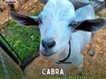 🐐𝗖𝗔𝗕𝗥𝗔 𝘊𝘢𝘱𝘳𝘢 𝘢𝘦𝘨𝘢𝘨𝘳𝘶𝘴 𝘩𝘪𝘳𝘤𝘶𝘴  🕵🏻🔍 La cabra tiene un comportamiento muy curioso y le gusta escalar. Sus hábitos son diurnos, por lo que descansa durante la noche.  ⬇️⬇️⬇️⬇️⬇️⬇️⬇️⬇️  ☎️ 𝘾𝙤𝙣𝙩𝙖𝙘𝙩𝙖𝙣𝙤𝙨:  04146368255 - 04127753114  #tugranjamovil #fiestasinfantiles #animalesdegranja #celebracion #tugranjaen #datoscuriosos #animales #bufalo #granjamovil
