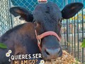 El becerrito más tierno que verás hoy 🐮💕  👩🏻‍🌾 En tu granja podrás compartir con animalitos tiernos y divertidos   ⬇️⬇️⬇️⬇️⬇️⬇️⬇️⬇️  ☎️ 𝘾𝙤𝙣𝙩𝙖𝙘𝙩𝙖𝙣𝙤𝙨:  04146368255 - 04127753114