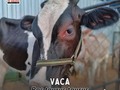 🐄𝗩𝗔𝗖𝗔 𝘉𝘰𝘴 𝘵𝘢𝘶𝘳𝘶𝘴 𝘵𝘢𝘶𝘳𝘶𝘴  🕵🏻‍♀️🔍 Sabías que las vacas no arrancan el pasto con los dientes, en realidad lo enredan con su lengua para jalarlo   ⬇️⬇️⬇️⬇️⬇️⬇️⬇️⬇️  ☎️ 𝘾𝙤𝙣𝙩𝙖𝙘𝙩𝙖𝙣𝙤𝙨:  04146368255 - 04127753114  #vacas #datoscuriosos #animalesdegranja #granjamovil #tips