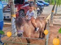 Tu granja celebra contigo tu cumpleaños 🎂🎈🎉  No olvides que podemos estar presentes en tu día especial y celebrar contigo y tu familia 🎈🎉  ⬇️⬇️⬇️⬇️⬇️⬇️⬇️⬇️  ☎️ 𝘾𝙤𝙣𝙩𝙖𝙘𝙩𝙖𝙣𝙤𝙨:  04146368255 - 04127753114  #tugranjamovil #fiestasinfantiles #animalesdegranja #celebracion  #animales #cumpleaños #tugranjaentucumple