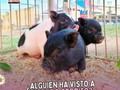 ¿Alguien ha visto un lindo cerdito? 🐷  Los tres cerditos más juguetones de Tu Granja te esperan para pasar un día maravilloso contigo ❤️  ⬇️⬇️⬇️⬇️⬇️⬇️⬇️⬇️  ☎️ 𝘾𝙤𝙣𝙩𝙖𝙘𝙩𝙖𝙣𝙤𝙨:  04146368255 - 04127753114  #tugranjamovil #fiestasinfantiles #animalesdegranja #celebracion  #datoscuriosos #animales #pavoreales