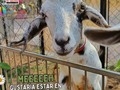 Tu granja y todos sus animalitos pueden estar en tus fiestas y eventos especiales😍  Disfruta con ellos tu momento más maravilloso🎉🍾🎂🥳  ⬇️⬇️⬇️⬇️⬇️⬇️⬇️⬇️  ☎️ 𝘾𝙤𝙣𝙩𝙖𝙘𝙩𝙖𝙣𝙤𝙨:  04146368255 - 04127753114  #tugranjamovil #fiestasinfantiles #animalesdegranja #celebracion  #datoscuriosos #animales #pavoreales