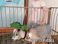 Crea una bonita conexion entre tus pequeñines y los animalitos de Tu Granja 🌱  ⬇️⬇️⬇️⬇️⬇️⬇️⬇️⬇️  ☎️ 𝘾𝙤𝙣𝙩𝙖𝙘𝙩𝙖𝙣𝙤𝙨:  04146368255 - 04127753114  #tugranjamovil #fiestasinfantiles #animalesdegranja #celebracion  #datoscuriosos #animales #pavoreales