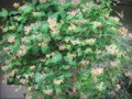 Climbing Flower