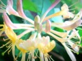 Close-Up of Climbing Flower