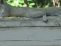 Making Himself at Home