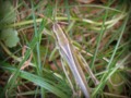 Grasshopper Blending In