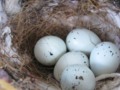 Robin's Nest