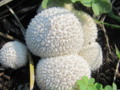 Mushroom Flower