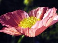 I didn't realize poppies came in so many varieties. I've been taking pix of them for years and had no idea they came in other colors than red with a black center. #learnsomethingneweveryday #poppy #flower #californiastateflower #dawnwashere #howdawnseesit #naturephotography