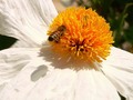 White Poppy with bee #poppy #white #bee #flower #naturephotography #howdawnseesit