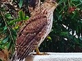 This falcon landed a few feet from us. The falcon is the symbol of victory and rising above your situation. I accept this for me and the COWBOYS! @_errrrl @logbetch