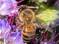 Met this industrious guy today. He was hanging with about 30 of his friends  #bee #dawnwashere #walkinginla