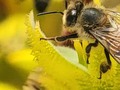 Just bee! (My next tat) #beesofinstagram #bee #❤️bees #nature #dawnwashere