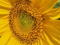 Massive sunflower. #flora #sunflower #naturerocks #onmywalk #dawnwashere #yellow