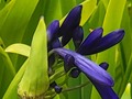 The beginning of a awesome bloom.  #africanlily #flora #bloomsofinstagram #blue #dawnwashere #onmywalk