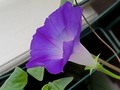Woke up this morning to this! The 2nd flower I've seen since I arrived. I find that soul sucking. If I can't find flowers, I'll grow them. I grew this from a seed from my morning glories on my last patio that I was "allowed" to use. This bloomed during an ice storm!  #naturerocks #reasontowakeup  #2ndgeneration #blooming #morningglories #indoorbloom #beautyinthemuck #giddy #color #starkcontrast #floraandfauna #dawnwashere #oxygen #goodvibes