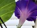 May I present the only flower for miles! Not because it's winter. This is my only motivation not to hide in my bed all day.   #morningglory #makeyourownbeauty  #winterbloom #indoorgarden #mothernature #miraculous #flower #floraandfauna #bllominthedoom #dawnwashere #justbeesurviving  #naturerocks #flowertherapy