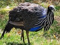 Guinea Fowl. I hate to say it, but these are creepy 😳😬. They look like vultures.  #guineafowl #birds #nature #plumage #creepy #abilenezoo #dawnwashere