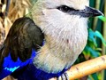 Blue-bellied roller. This bird is super vibrant! #blue-belliedroller #colorful #vibrant #bird #avian #abilenezoo #dawnwashere #birdsofinstagram #naturerocks